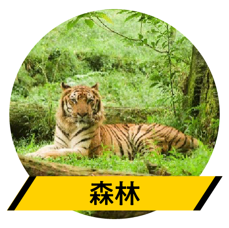 森林
