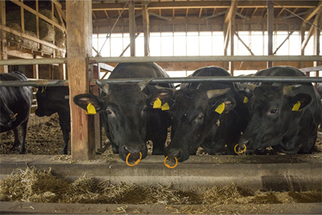 Safe calving and breeding, efficient livestock management