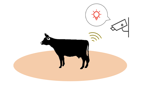 Calving Sign Detection System