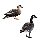 カモ・ガン （渡り鳥・越冬派）